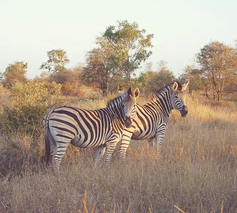 tintswalo safari lodge zebras