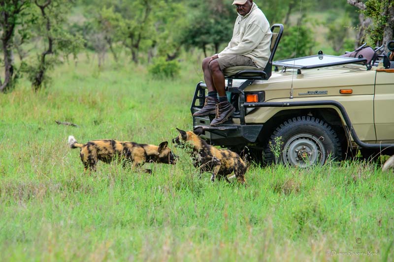 wild dogs tintswalo safari lodge