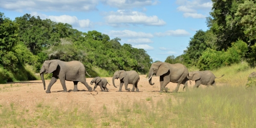 Imbali Safari Lodge Elephants