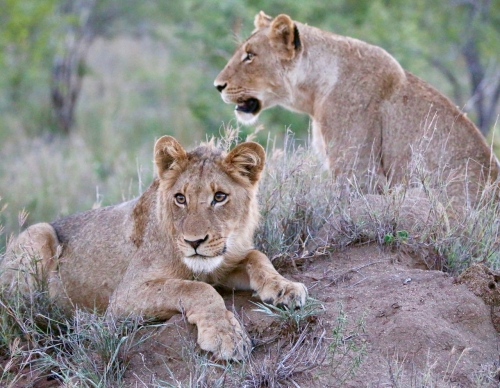 Imbali Safari Lodge Lions