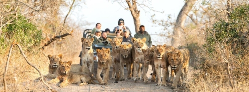 Thornybush Game Reserve