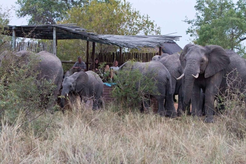 africa on foot lodge (14)