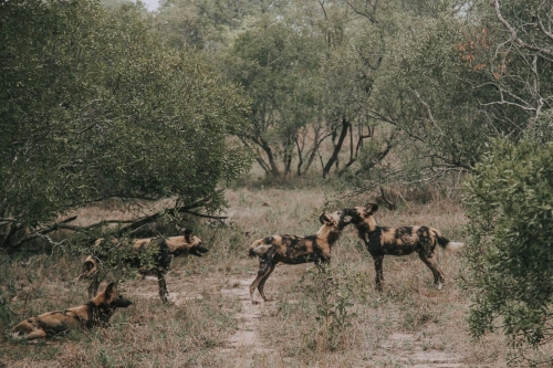 shimungwe lodge thornybush african safaris direct (3)