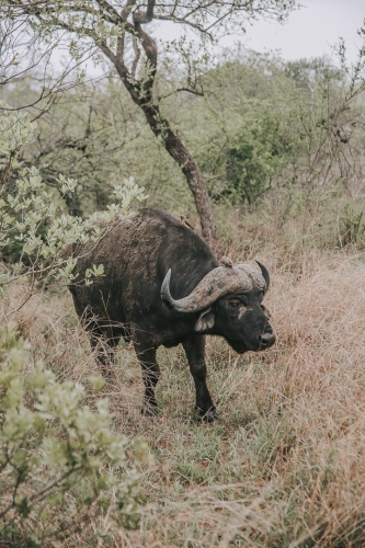 shimungwe lodge thornybush african safaris direct (4)