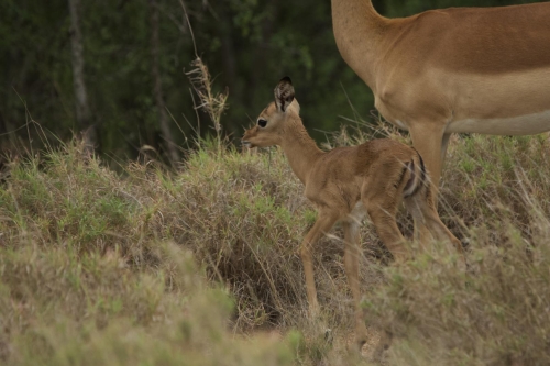 simbavati river lodge images african safaris direct (2)