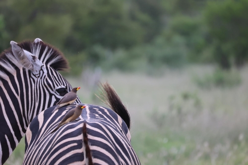 simbavati river lodge images african safaris direct (3)