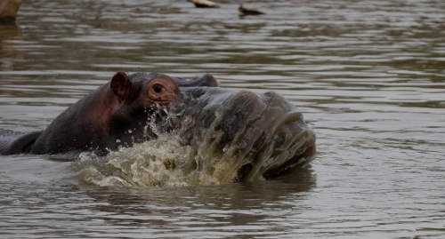 simbavati river lodge images african safaris direct (5)