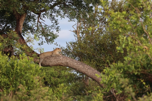 simbavati river sands african safaris direct (12)