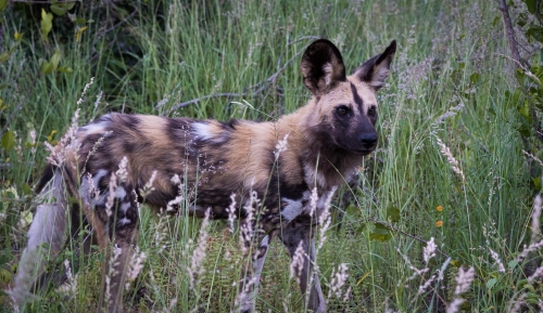 simbavati waterside african safaris direct (20)